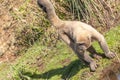 Wooly Monkey in the Amazonia Royalty Free Stock Photo