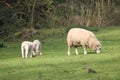 Wooly mother sheep grazing in a sunny green field with her two babies behind her Royalty Free Stock Photo