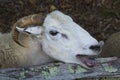 Wooly sheep bleating, with tongue out, New England farm.