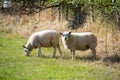 Wooly sheep in field ready for shearing Royalty Free Stock Photo