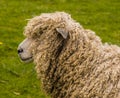 A wooly sheep grazing beside the River Trent at Fledborough, Nottinghamshire Royalty Free Stock Photo