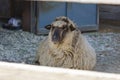 Portrait of Wooly Sheep Sitting Royalty Free Stock Photo