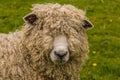 A wooly sheep portrait beside the River Trent at Fledborough, Nottinghamshire