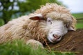 a wooly sheep resting in a green pasture, closed eyes