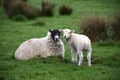 Wooly White Lamb With It`s Resting Mother Royalty Free Stock Photo