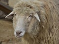 Wooly White Sheep with Teeth Showing in a Farm Royalty Free Stock Photo