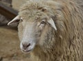 Wooly White Sheep with Teeth Showing in a Farm