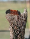Wooly Worm Royalty Free Stock Photo