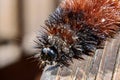 Wooly worm Royalty Free Stock Photo