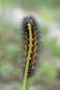 Woolybear caterpillar devouring a plant on a spring day in Texas