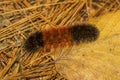 Woolybear caterpillar of the tiger moth in Vernon, Connecticut