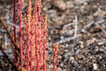 Wooodland pinedrops Pterospora andromedea wildflowers