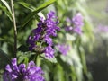 Woos sage, Salvia x sylvestris blooming