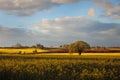 Worcestershire farmland, England Royalty Free Stock Photo