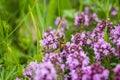 Working bee in Thymus herbal meadow Royalty Free Stock Photo