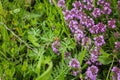 Working bee in Thymus herbal meadow Royalty Free Stock Photo