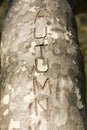 The word Autumn carved in a tree