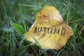 Word Autumn is written on yellow leaf. Autumn background. Leaf on green grass Royalty Free Stock Photo