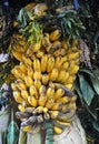 Photo of a lots of bananas on the tree.