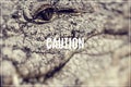 Word Caution. Caiman face. Royalty Free Stock Photo