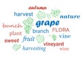 word cloud. Grape harvesting. Vector