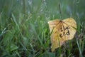 Word The End is written on yellow leaf. Autumn background. Leaf on green grass Royalty Free Stock Photo