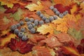 The word Fall spelled with acorn hats