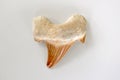 Shark Tooth Fossil Royalty Free Stock Photo