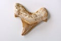 Shark tooth fossil Royalty Free Stock Photo