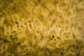 The word `hallucination` being visible in a alphabet noodle soup