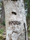 Word HOOCH Carved into a Tree Trunk 2