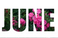 Word June from green leaves and pink flowers roses isolated on white background Royalty Free Stock Photo