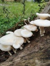 The word mushroom comes from the Latin word fungus. Fungi & x28;fungi& x29; reproduce asexually which produces spores, buds. Royalty Free Stock Photo