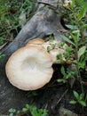 The word mushroom comes from the Latin word fungus. Fungi & x28;fungi& x29; reproduce asexually which produces spores, buds. Royalty Free Stock Photo