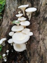 The word mushroom comes from the Latin word fungus. Fungi & x28;fungi& x29; reproduce asexually which produces spores, buds. Royalty Free Stock Photo