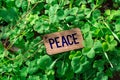 The word peace wooden tag Royalty Free Stock Photo