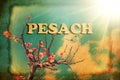 Word Pesach made of Matzoh. Passover holiday. Blooming spring orchard. Fruit trees flowering branches. Vintage style