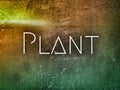 the word plant on the light green and yellow shining color wall background texture word font letter alphabet