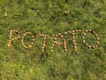 The word potato is laid out on the green grass from potatoes. potatoes on the ground, letters from potatoes. farm eco products,
