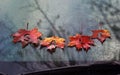 Word sale of letters carved on colorful red bright maple leaves lie on the windshield of the car in the autumn rain Royalty Free Stock Photo