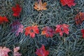 Word sale of letters carved on colorful red bright maple leaves lies on the green grass covered with the first frost autumn Royalty Free Stock Photo