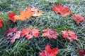 Word sale of letters carved on colorful red bright maple leaves lies on the green grass covered with the first frost autumn Sunny Royalty Free Stock Photo