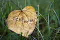 Word September is written on a yellow leaf. Autumn background. Leaf on green grass Royalty Free Stock Photo