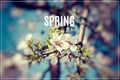 Word Spring. Cherry blossom at spring time. Royalty Free Stock Photo