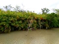 Sundarban -The queen of beauty, Khulna, Bangladesh Royalty Free Stock Photo