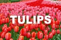 The word Tulips is written in center of blurred flowers background. Royalty Free Stock Photo