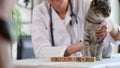 Word veterinary on wooden cubes and veterinarian with cat sitting on table in veterinary clinic. Royalty Free Stock Photo