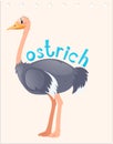 Wordcard for wild ostrich