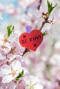 be kind word pinned almond tree with spring blossoms
