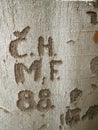 Words and numbers carved in a beech tree bark Royalty Free Stock Photo